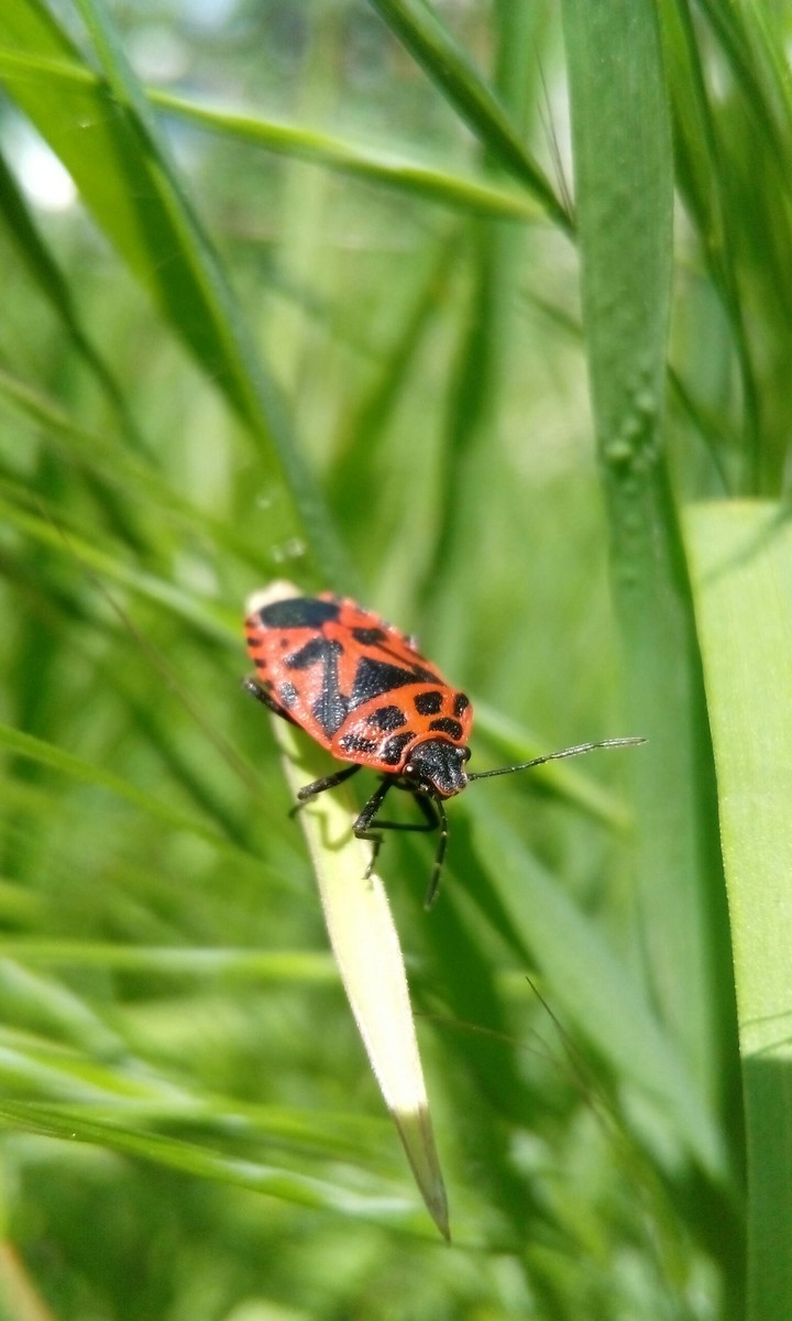 shieldbug