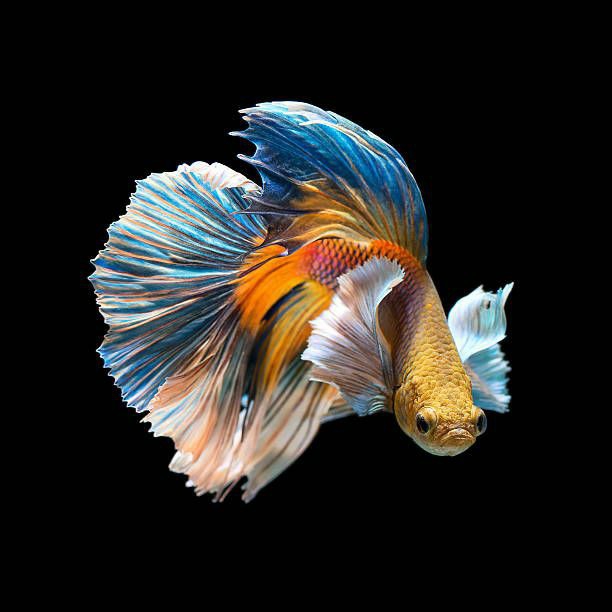 Betta Splendens