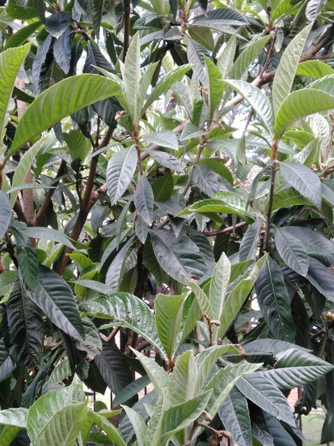 Medlar
