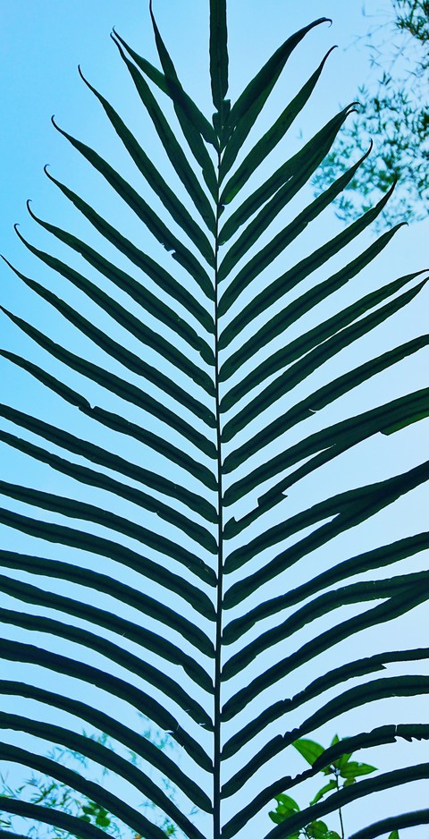 Leaf