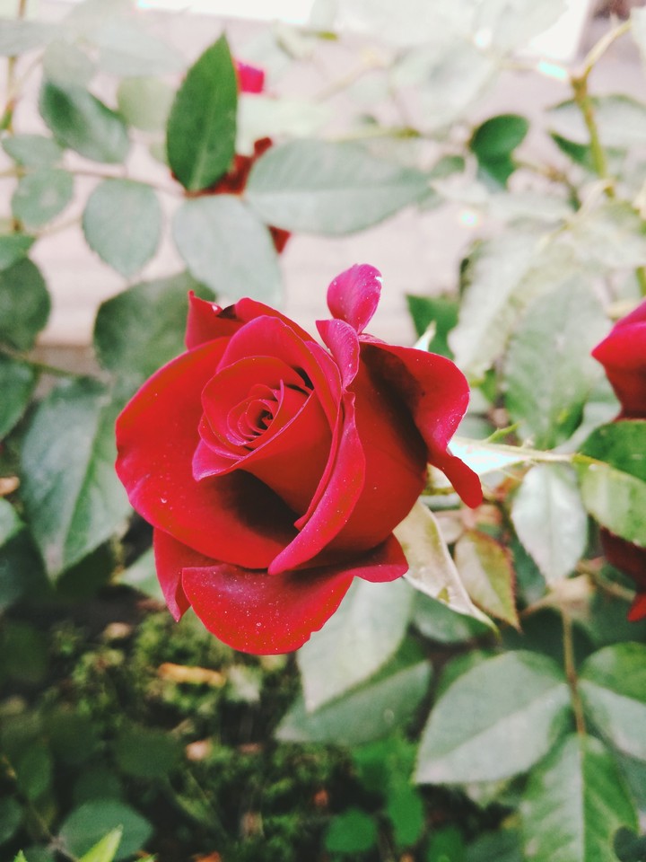 роза #red #rose #flora