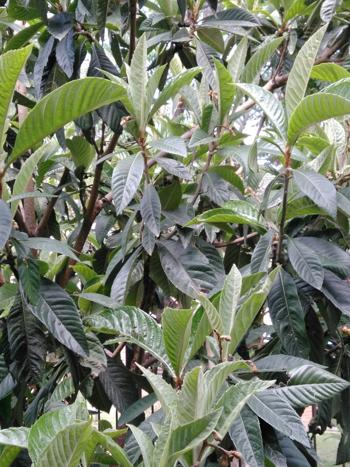 Medlar