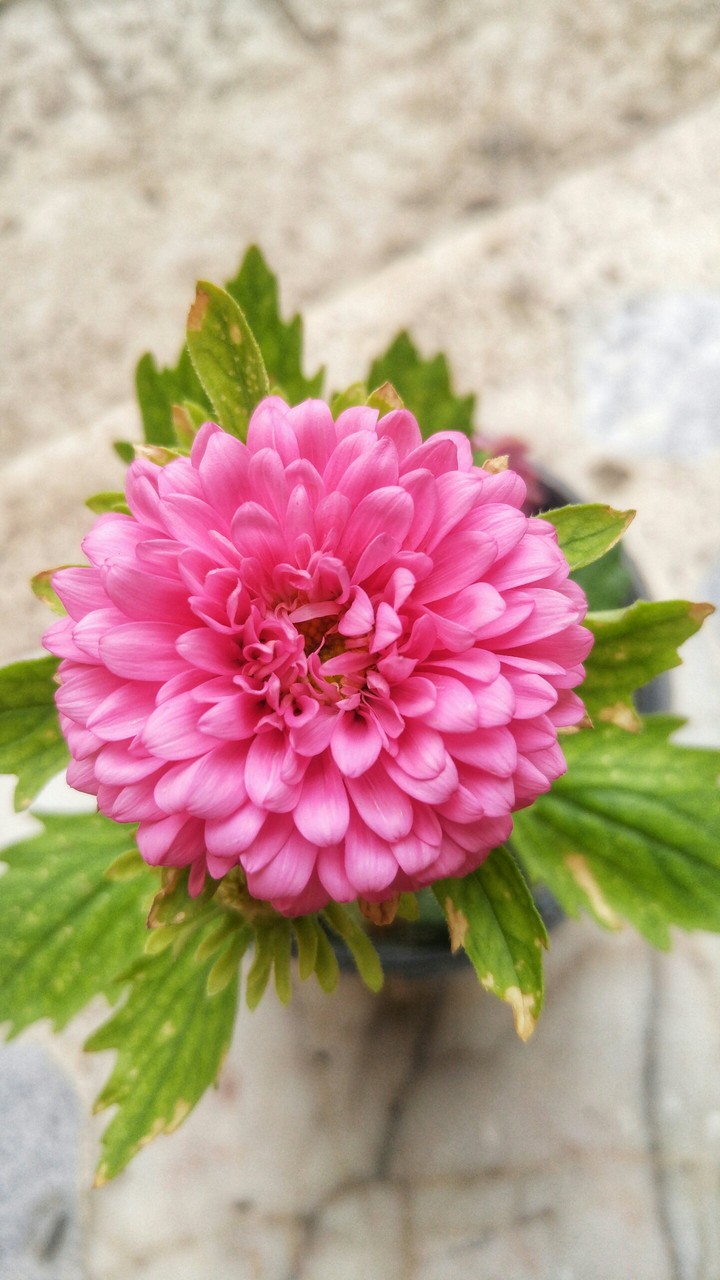 beauty from nature