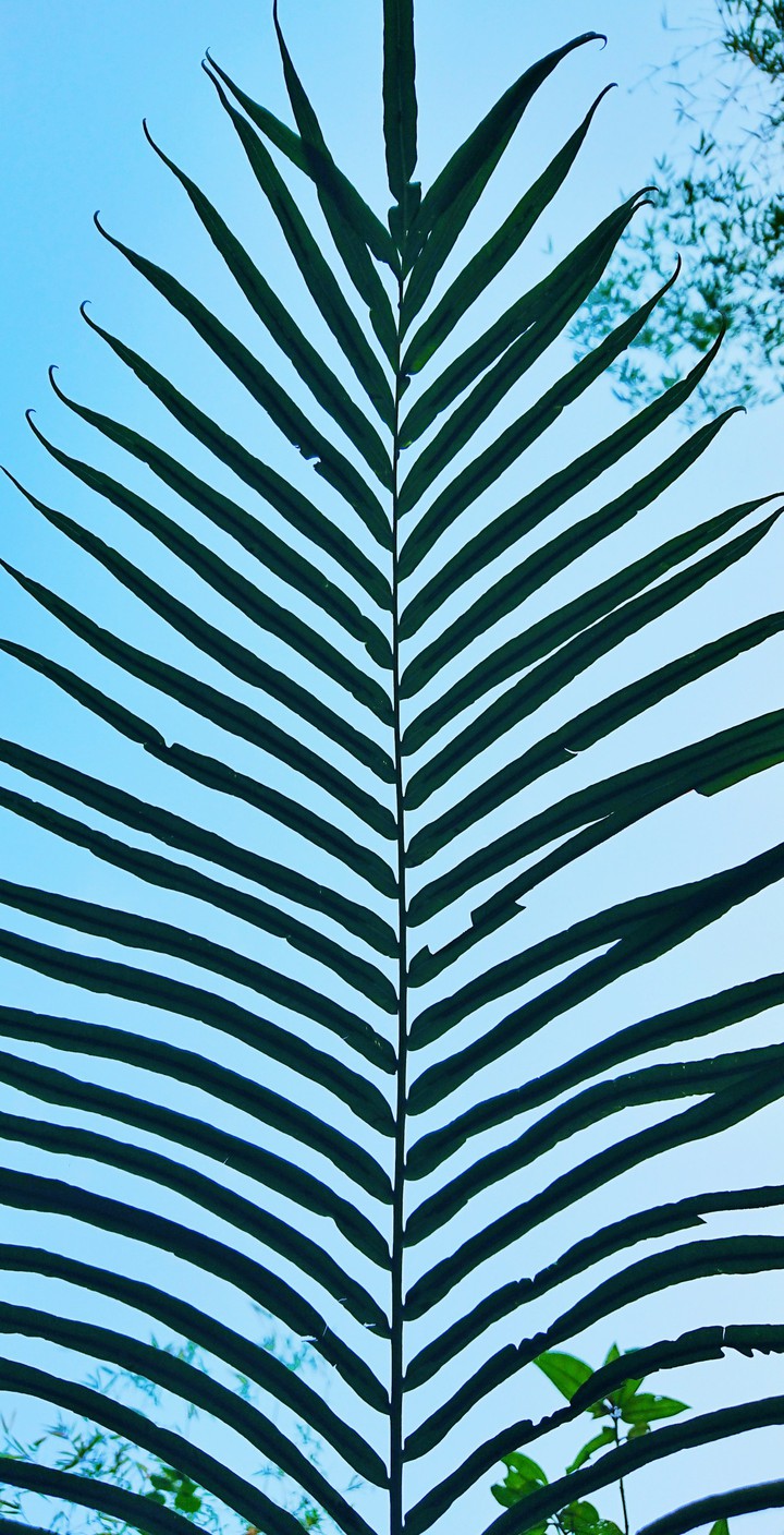 Leaf