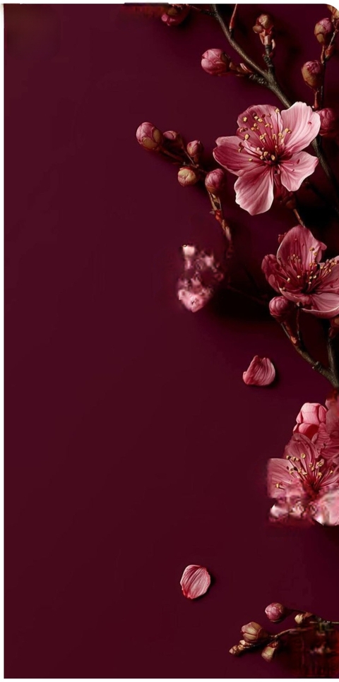 geraniums, purple Hintergrundbilder