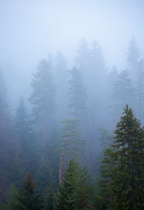 fonds d'écran forest, morning
