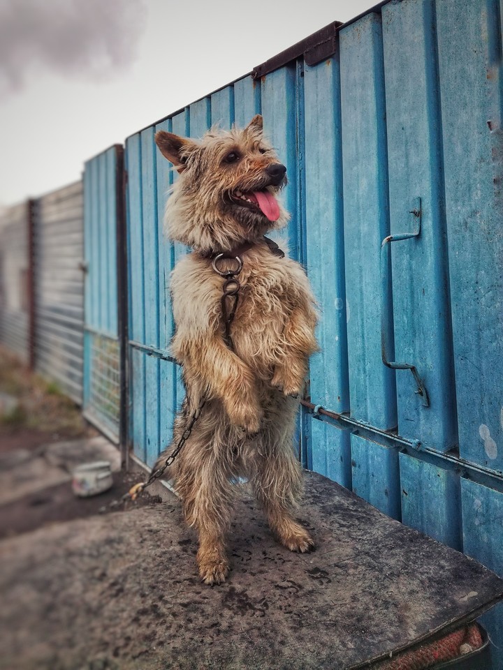 dog