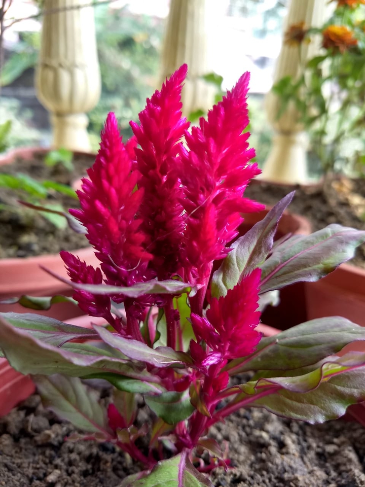 flower