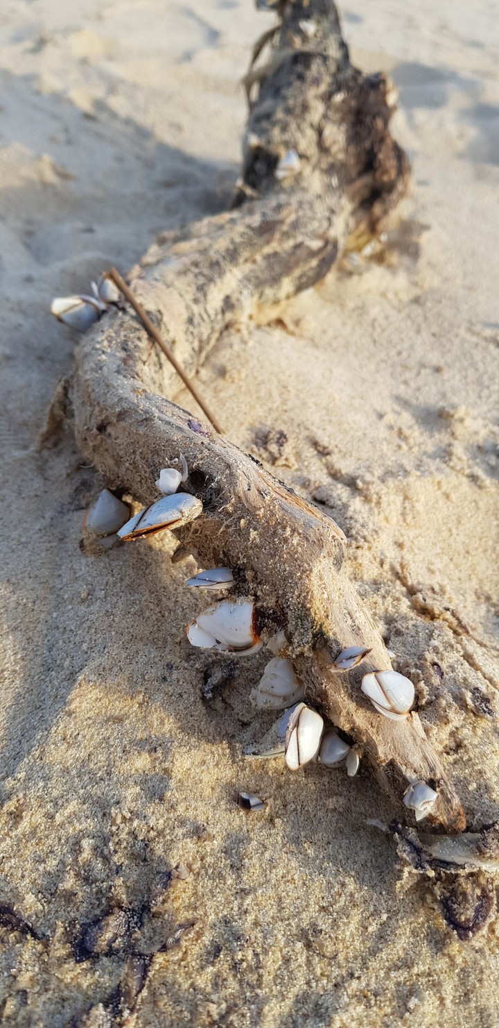 sea
