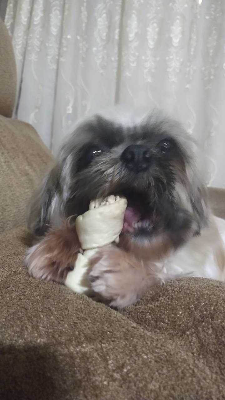 Dog