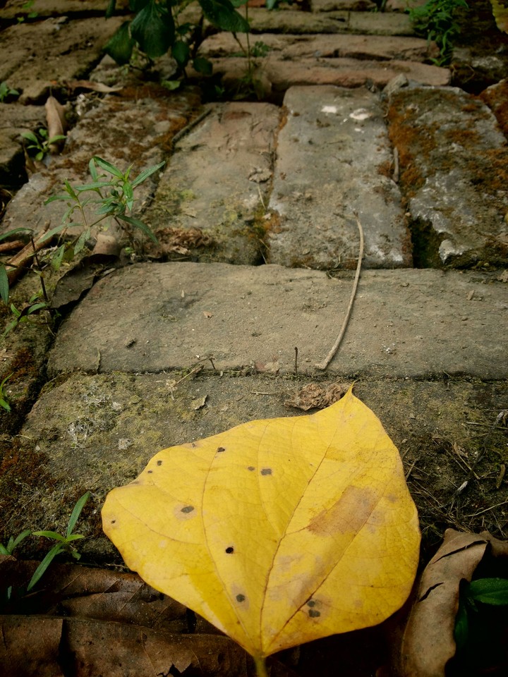 the last leaft