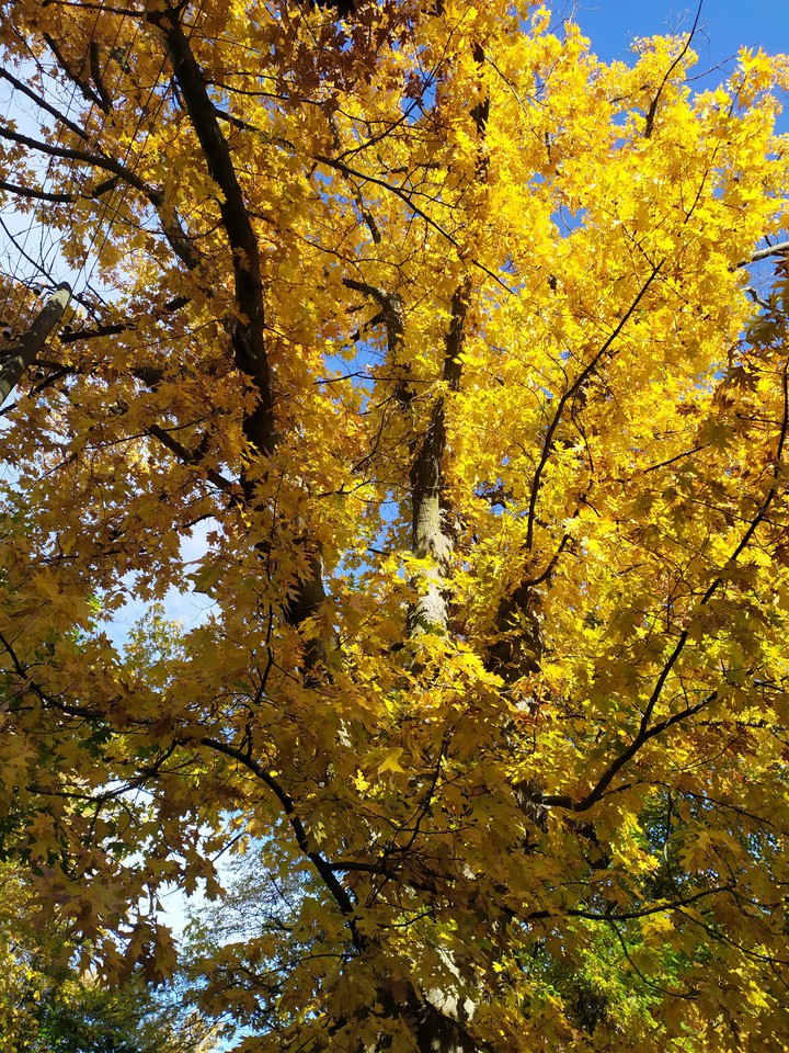Golden Autumn ... This is a great time.