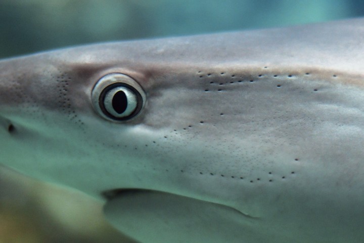 shark