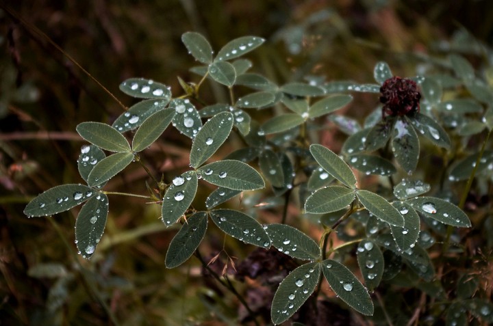 rain forest