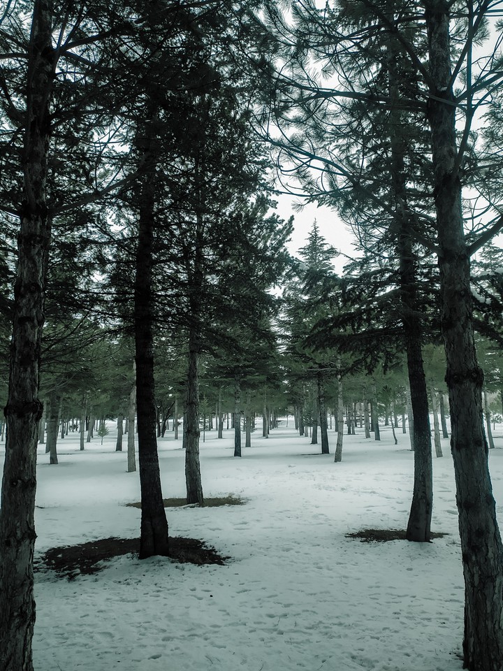 FOREST