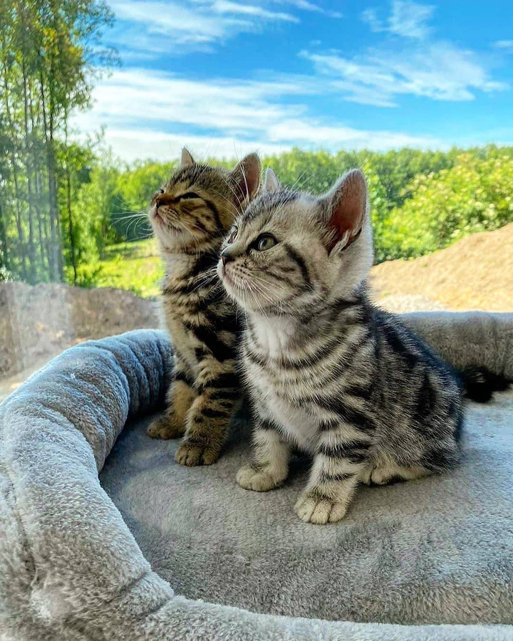 minişler