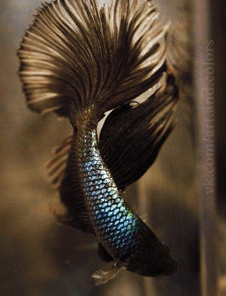 fish