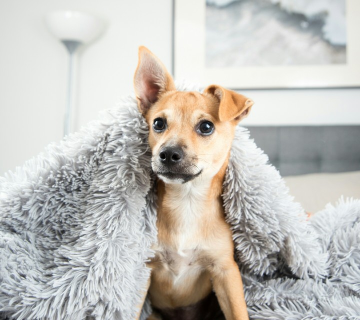 Dog