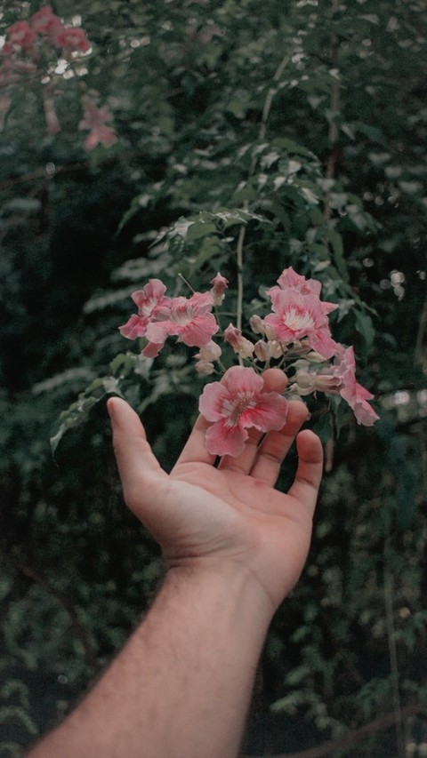 ταπετσαρίες hand, pink