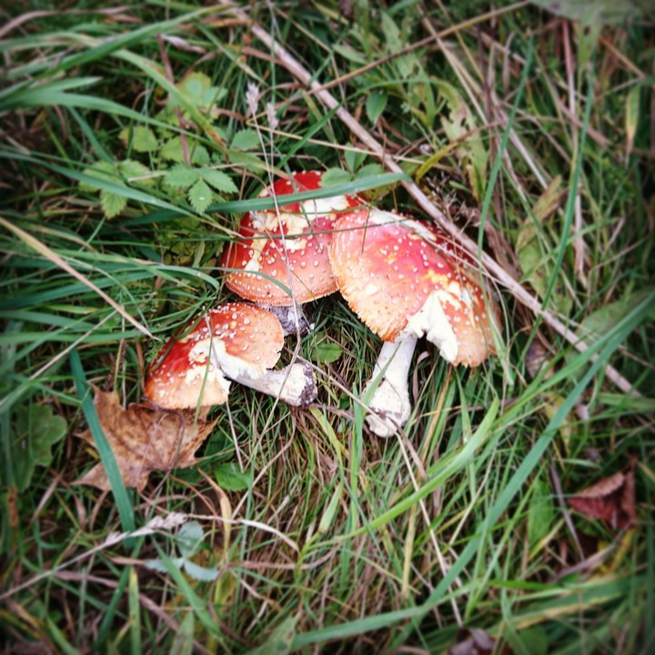 Mushrooms