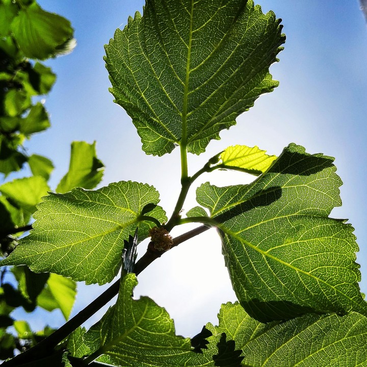 sycamine.