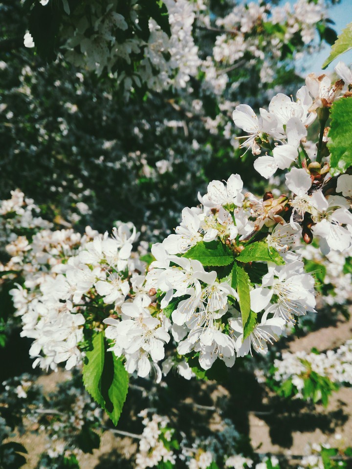 nature