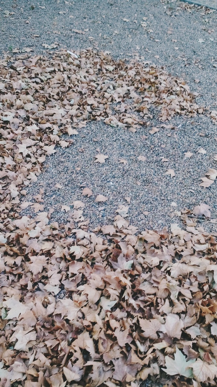 Leaf of Autumn