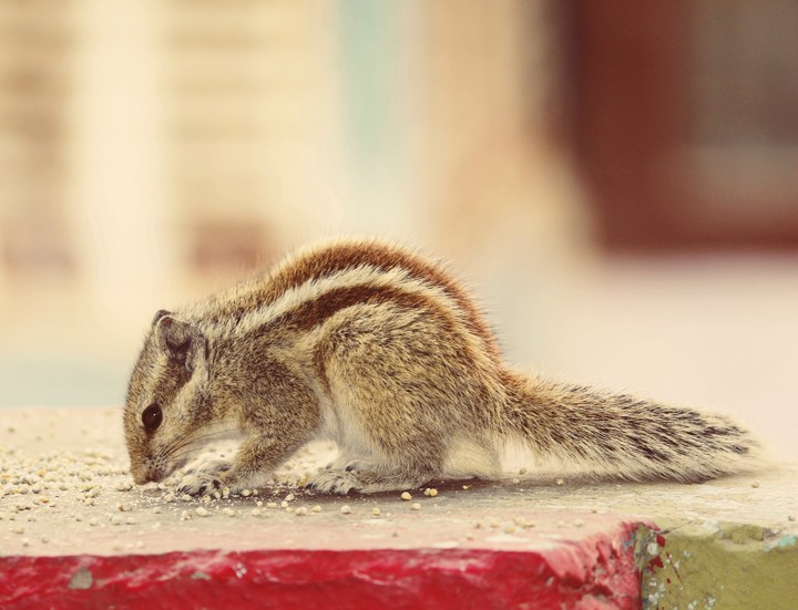 wildlife