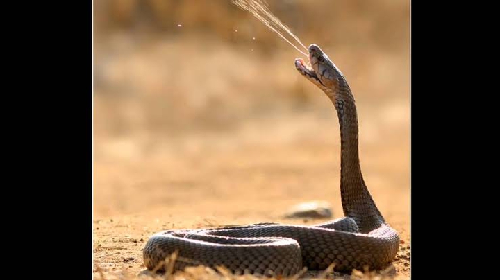 Kannada