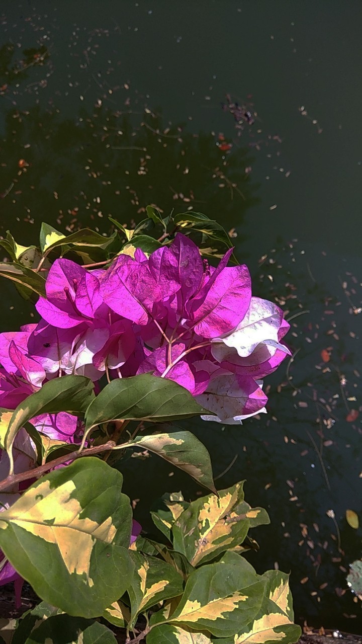 flowers
