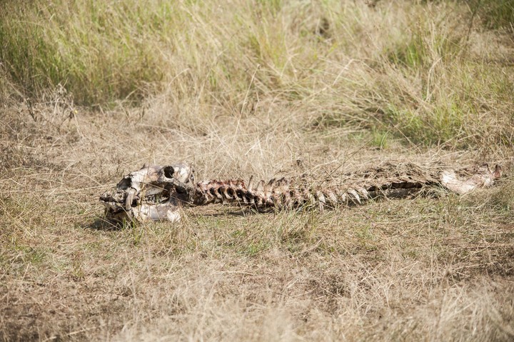 Animal