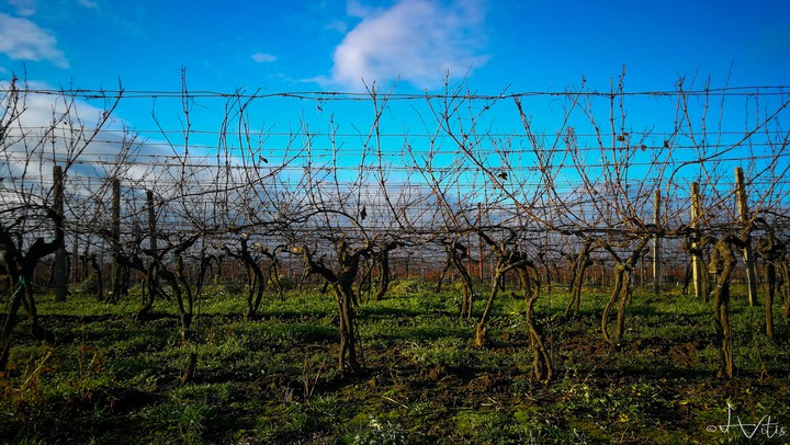 vineyard