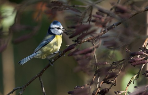bird, plant वॉलपेपर