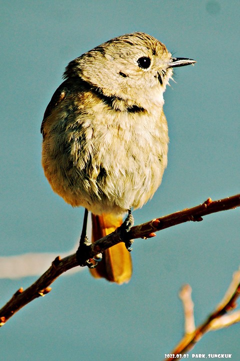 sfondi finch, bird
