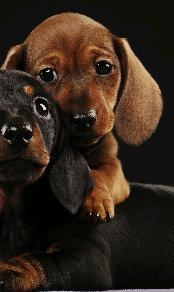 adorables