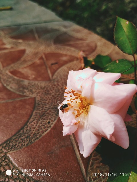 Pink Rose