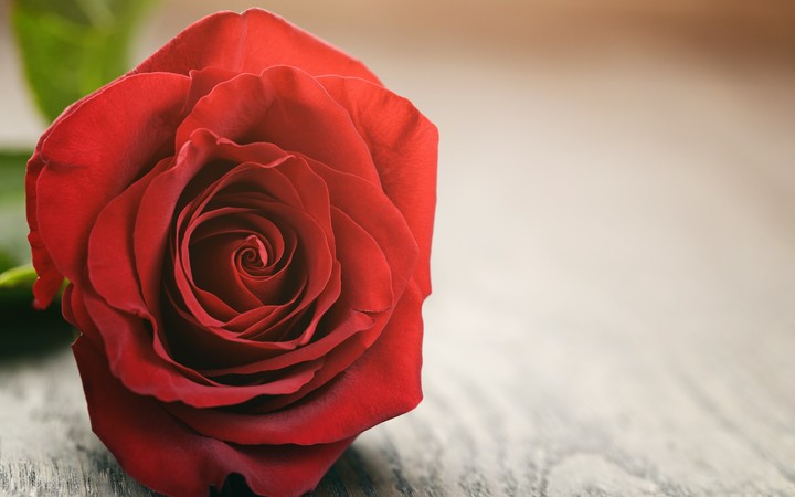 Rose for U....!