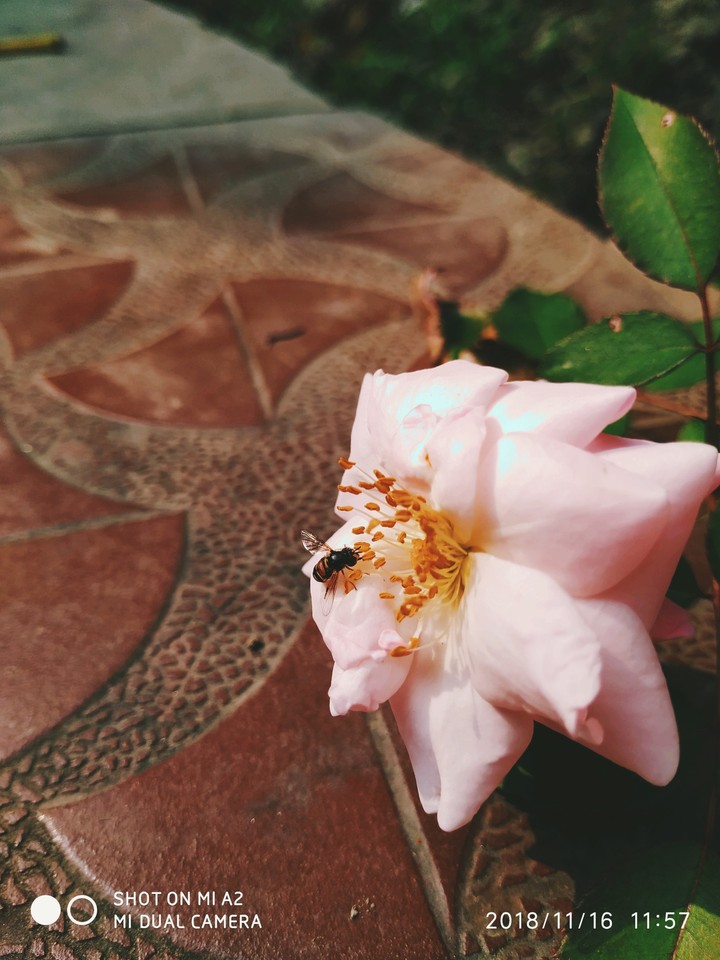 Pink Rose 