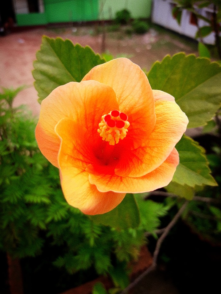 flower