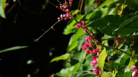 sfondi twig, magenta