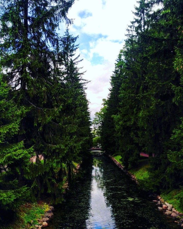 Forest