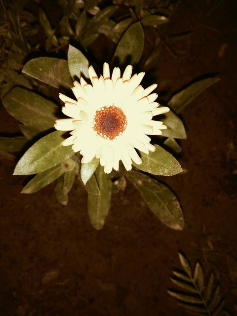 nighttime_shot