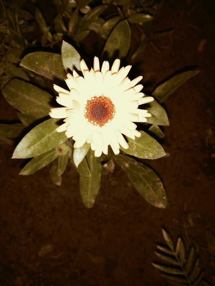 nighttime_shot