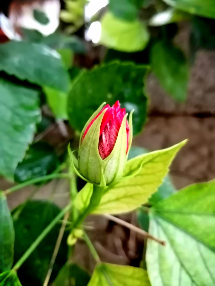 Blossom