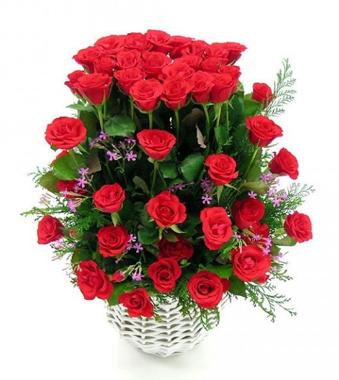 Roses