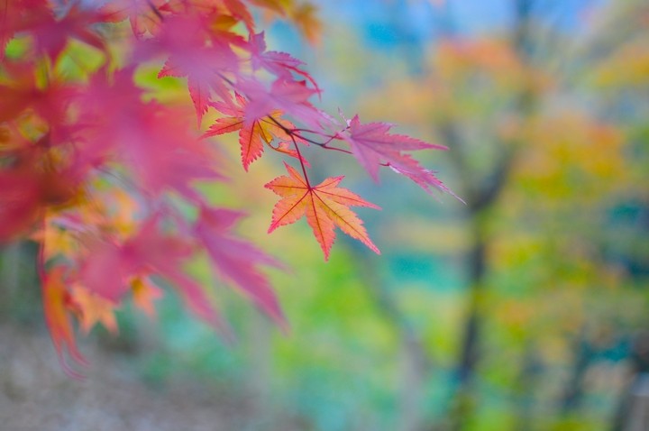 가을의 색