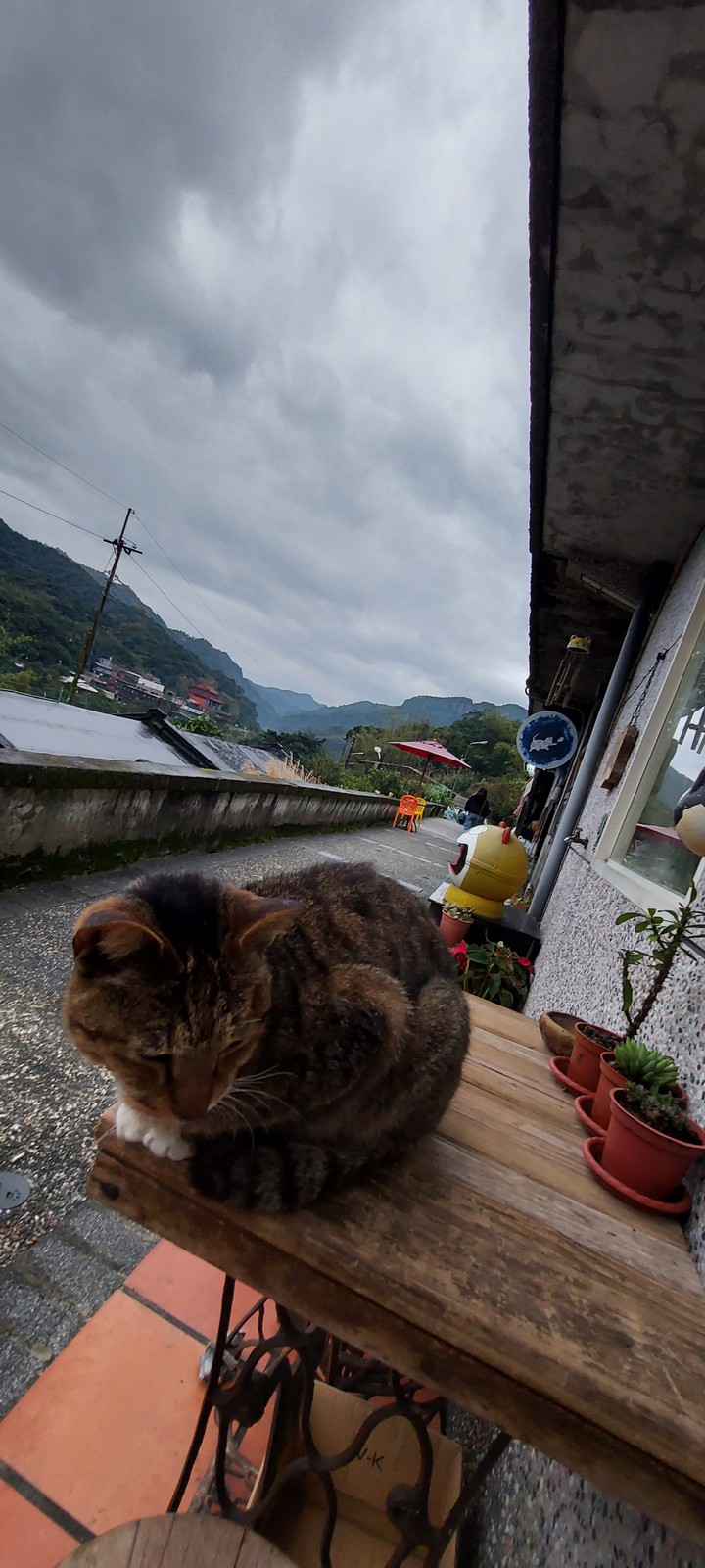 cats vilage