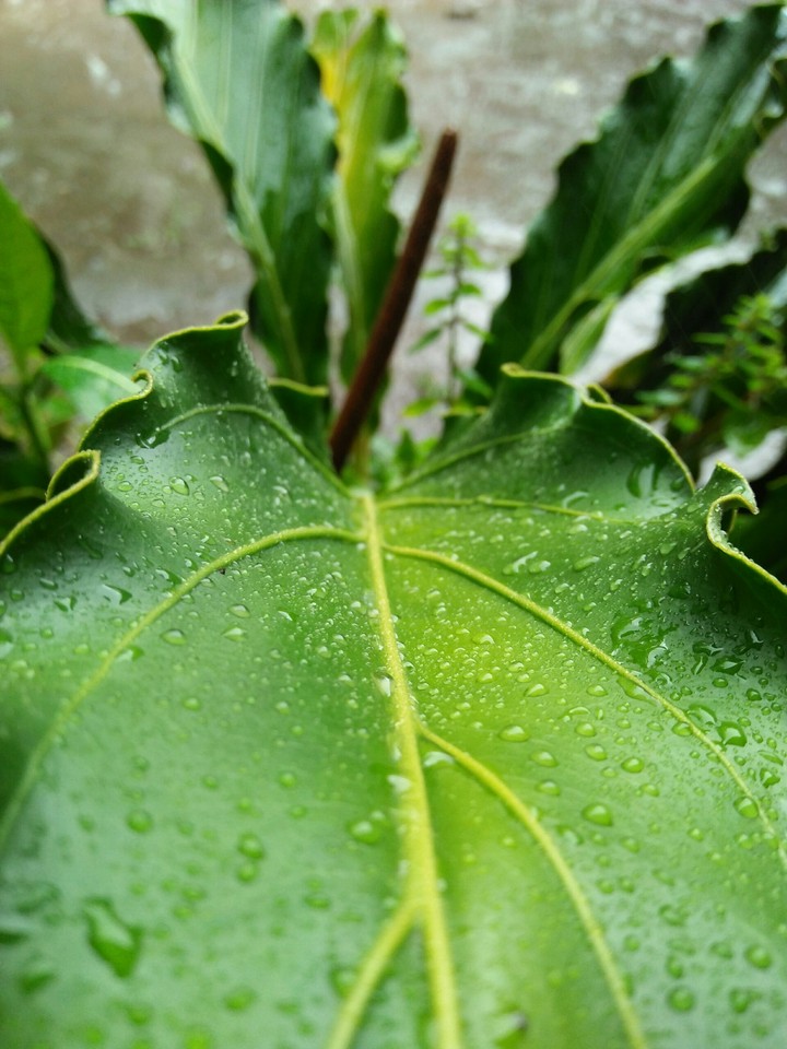 rain your day
