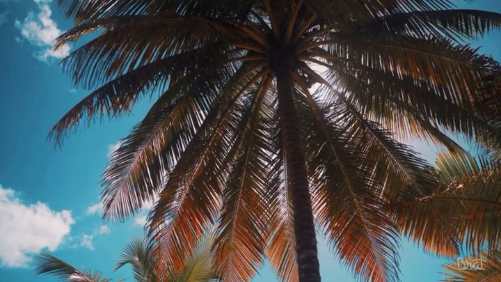 Palm tree