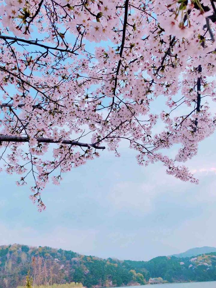 벚꽃